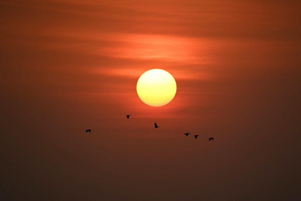 Solen står lavt over vannet mens en flokk fugler trekker forbi.